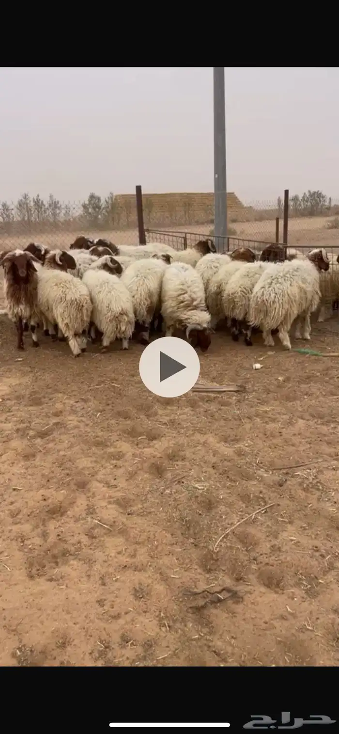 خرفان نعيمي بلدي 3