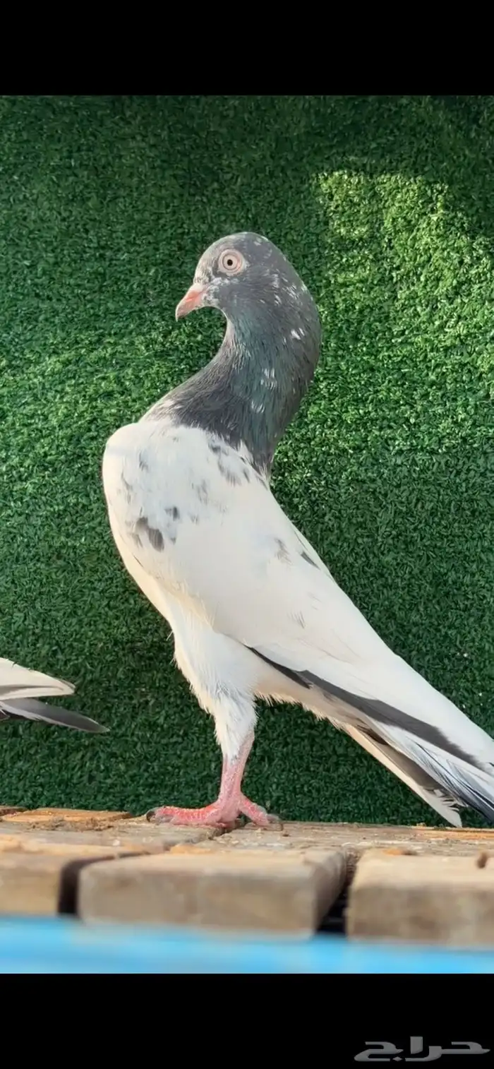 حمام باكستاني 0