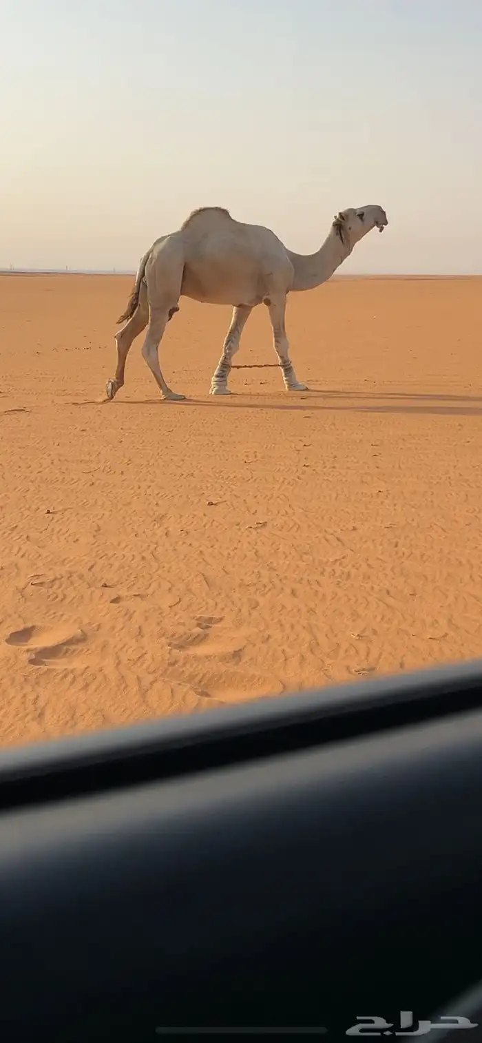 للبيع بعير فحل اوضح 2