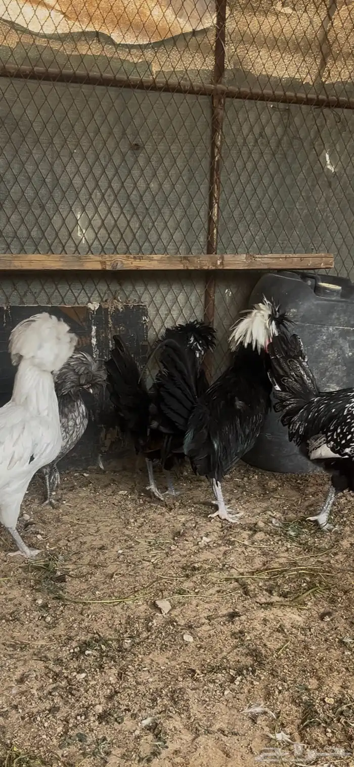 دجاج زينه بولش 0