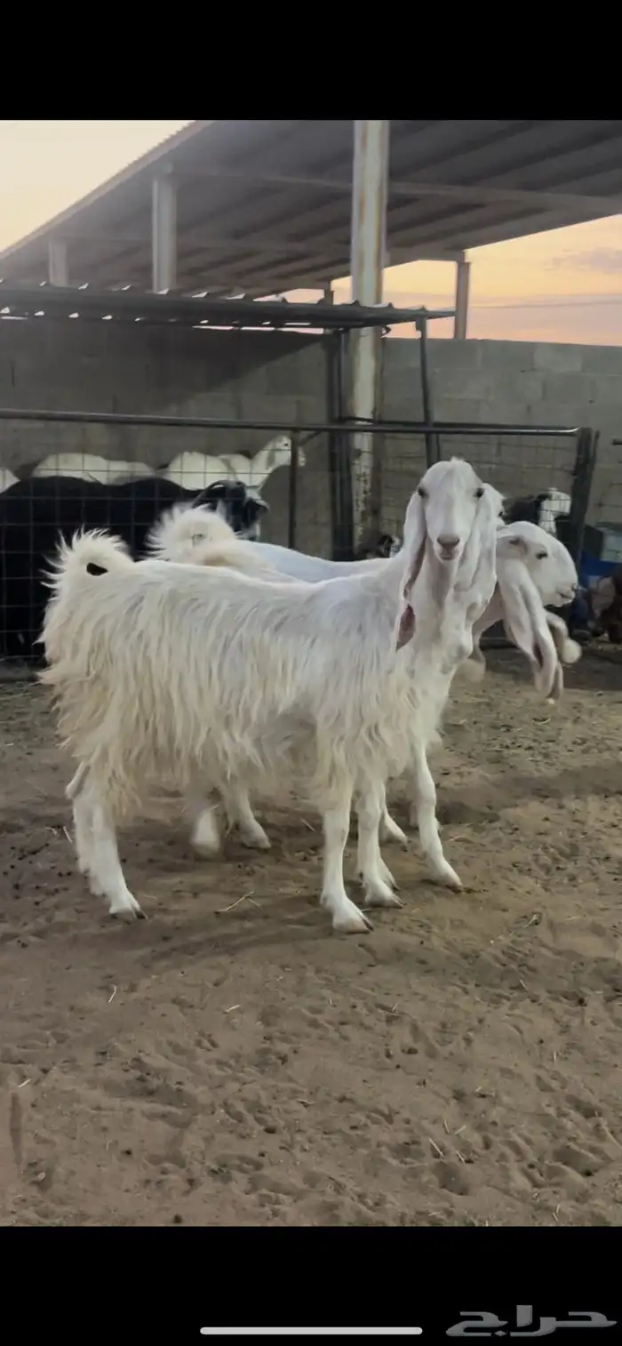 معزاء دفيع 6