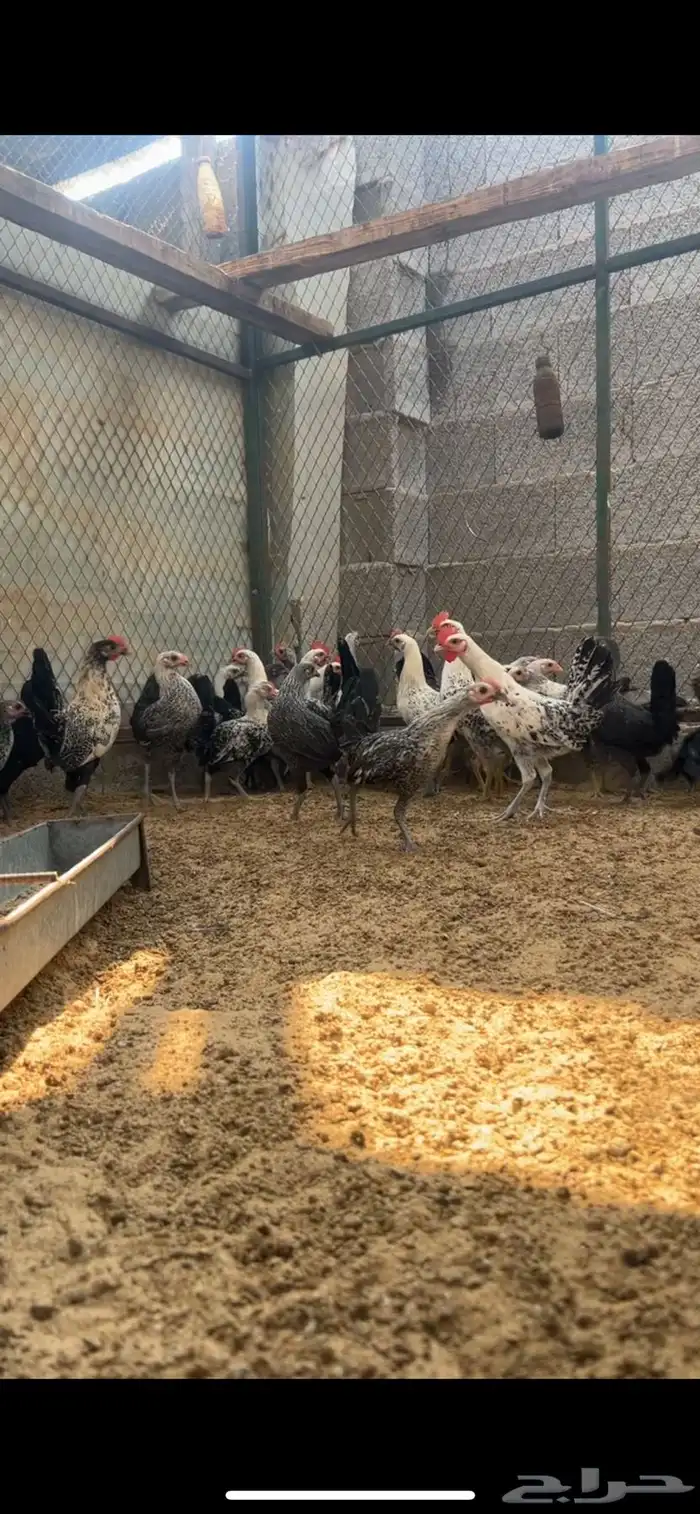 دجاج فيومي شبابي 0