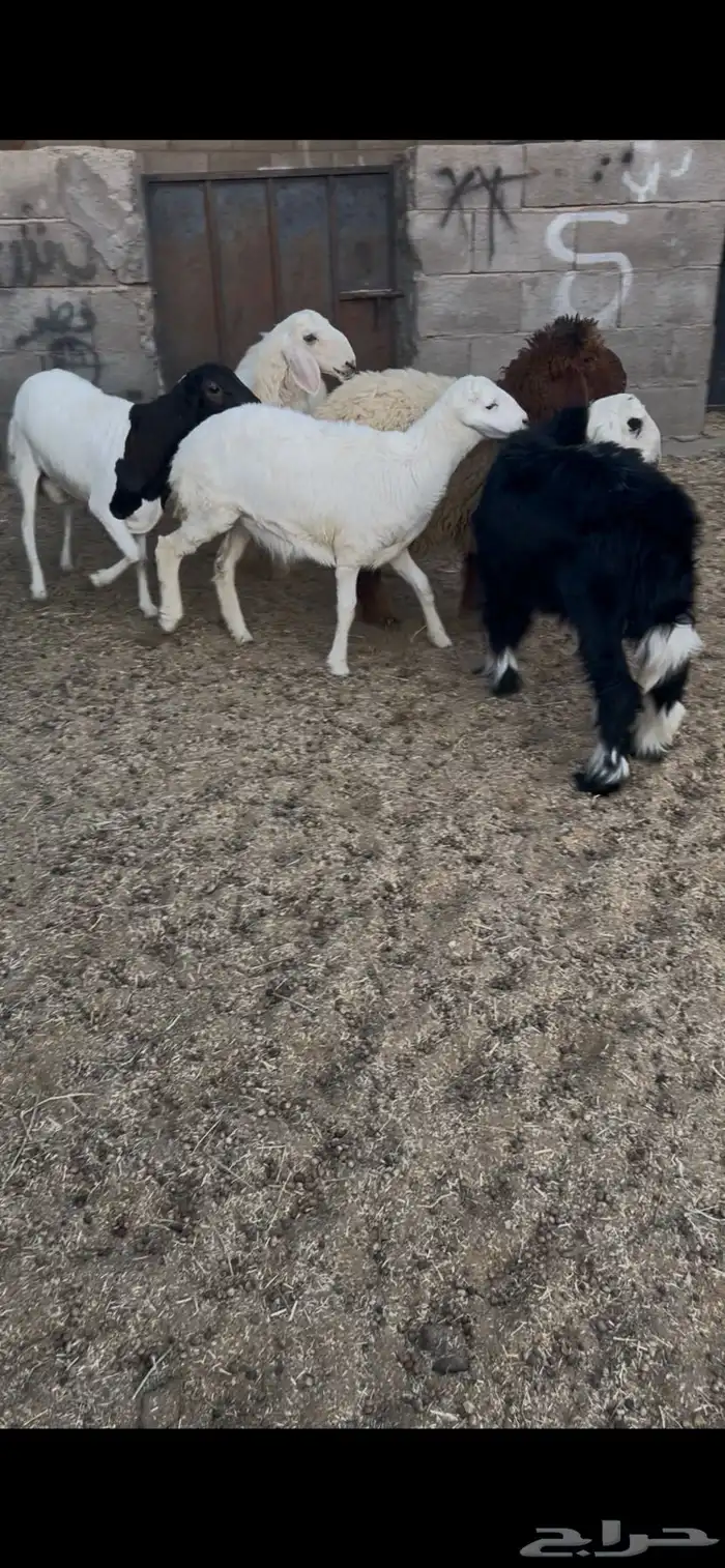 خرفان 3 ورخال 2. العدد الكل 5 العمر 5 اشهر جمله من 1050ريال 0
