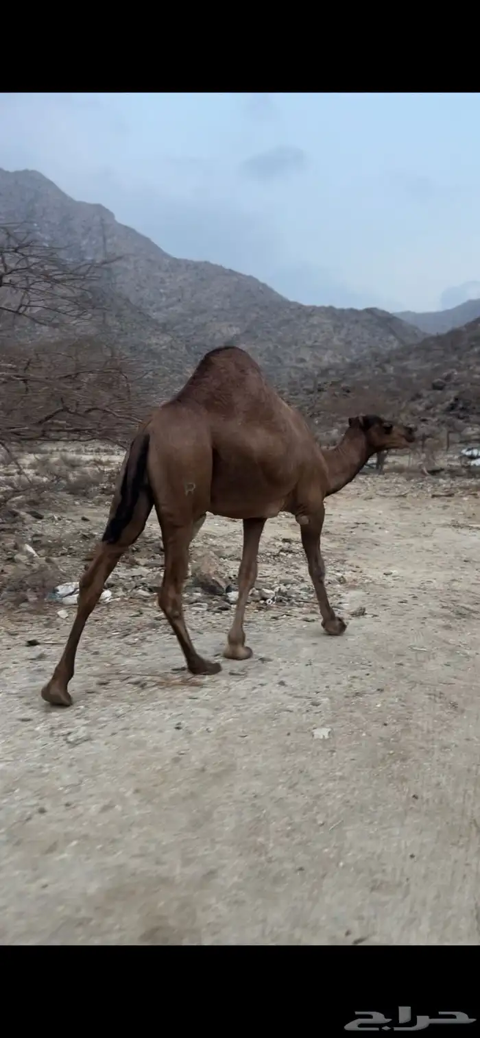 قعود احمر مشروع فحل من اباعر الراجحي 1