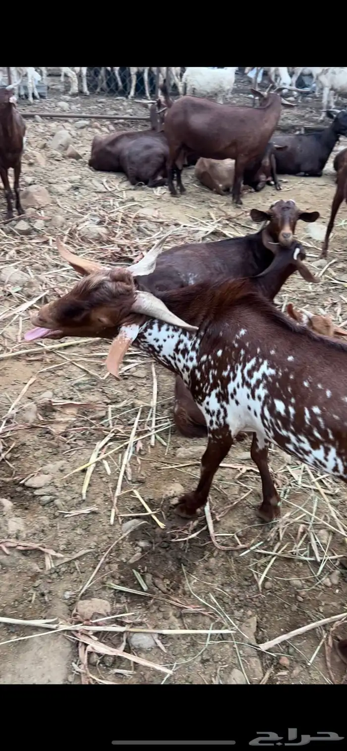 تيس اوشح للبيع 0