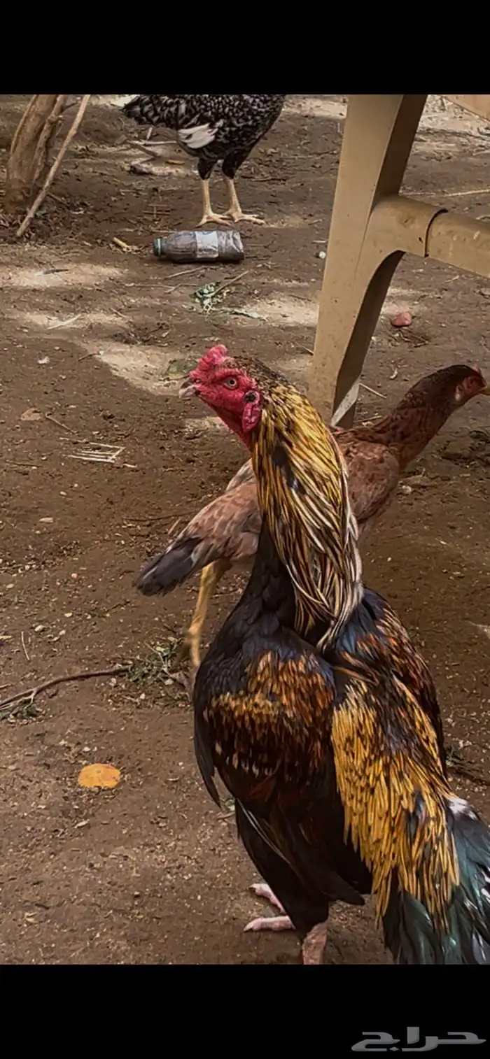 ديك ودجاجه ميوالي بيور 1