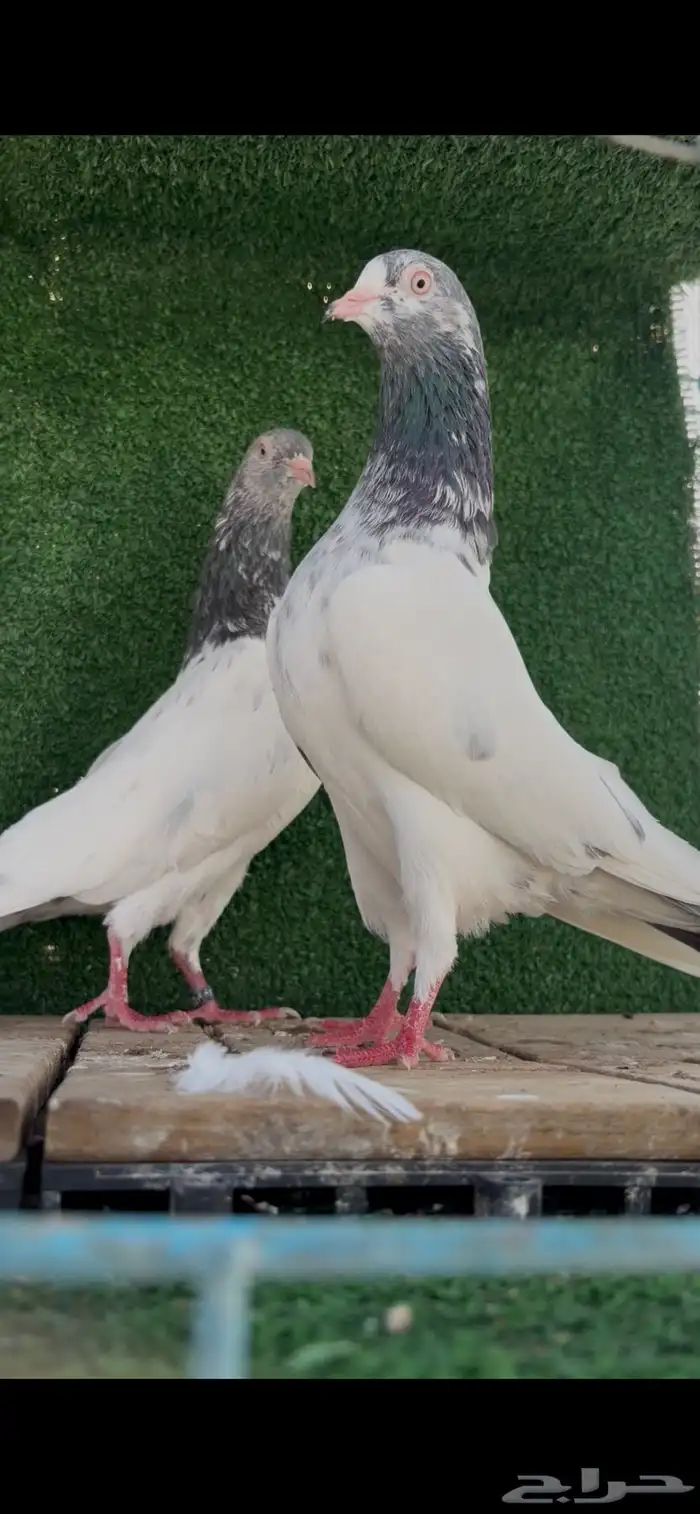 حمام باكستاني 2