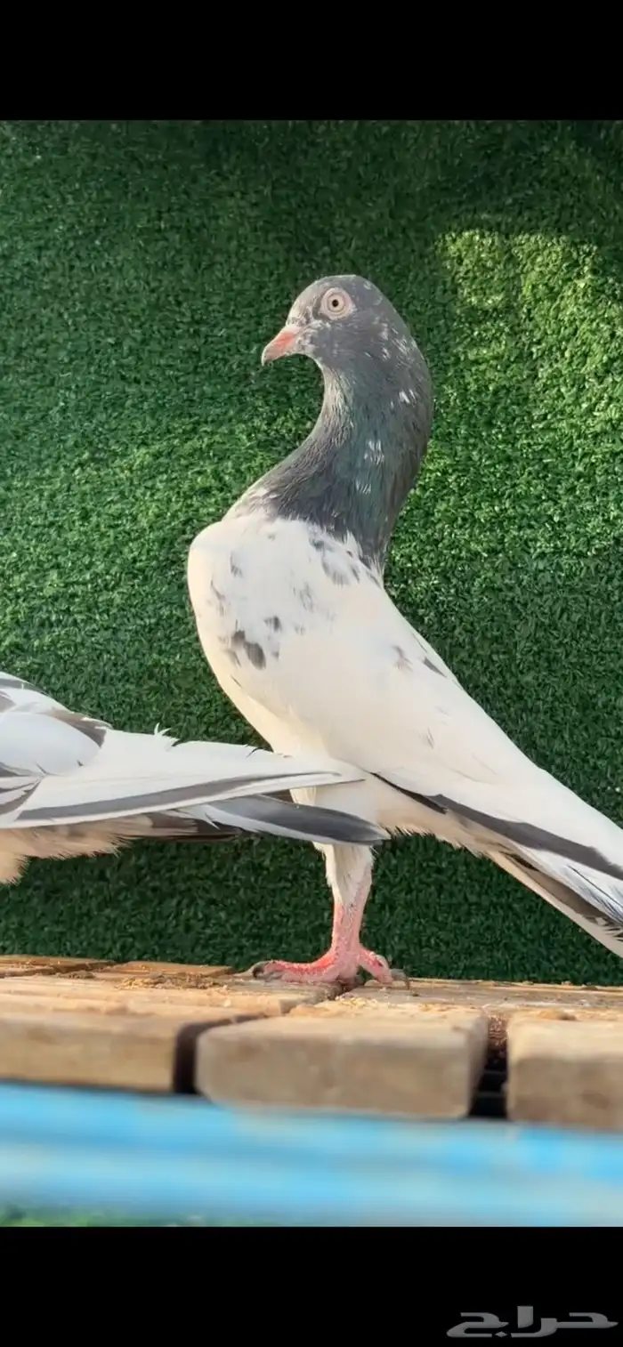 حمام باكستاني 3