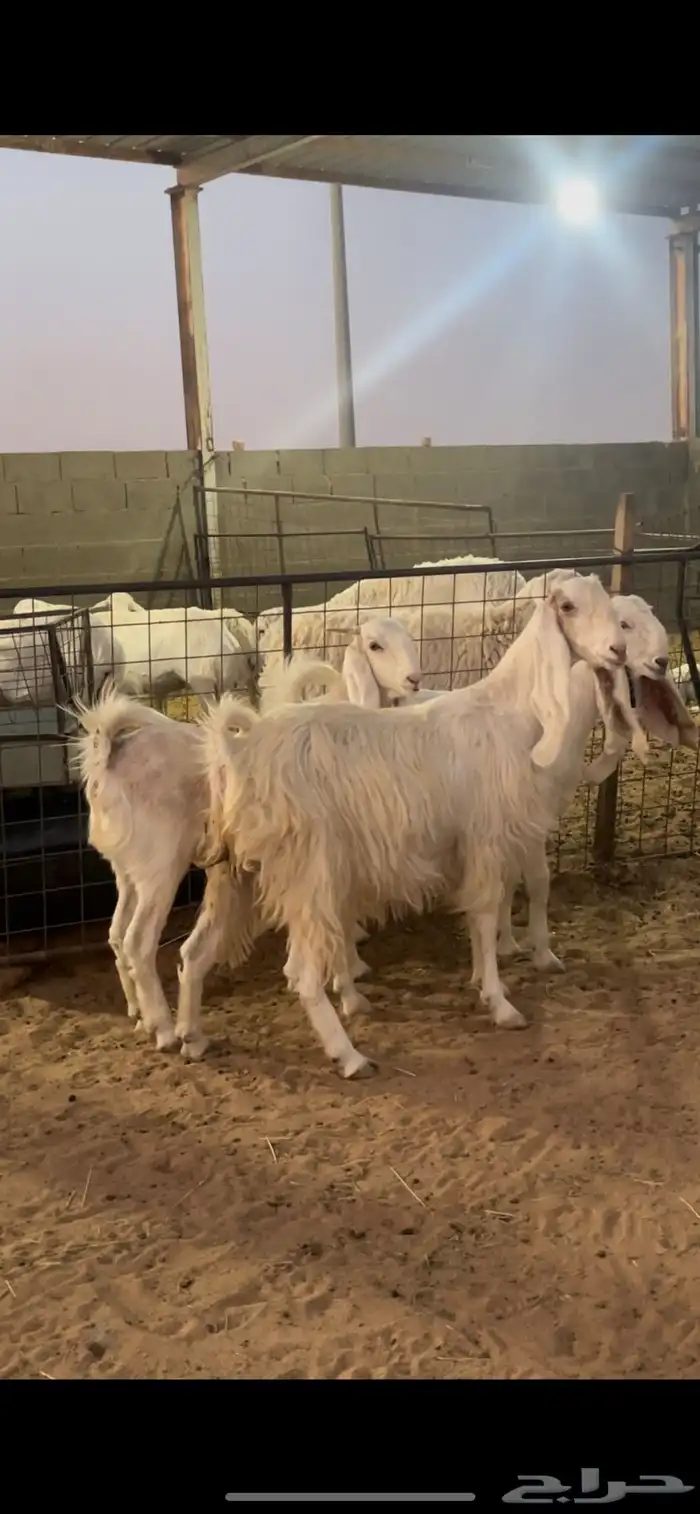 معزاء دفيع 3