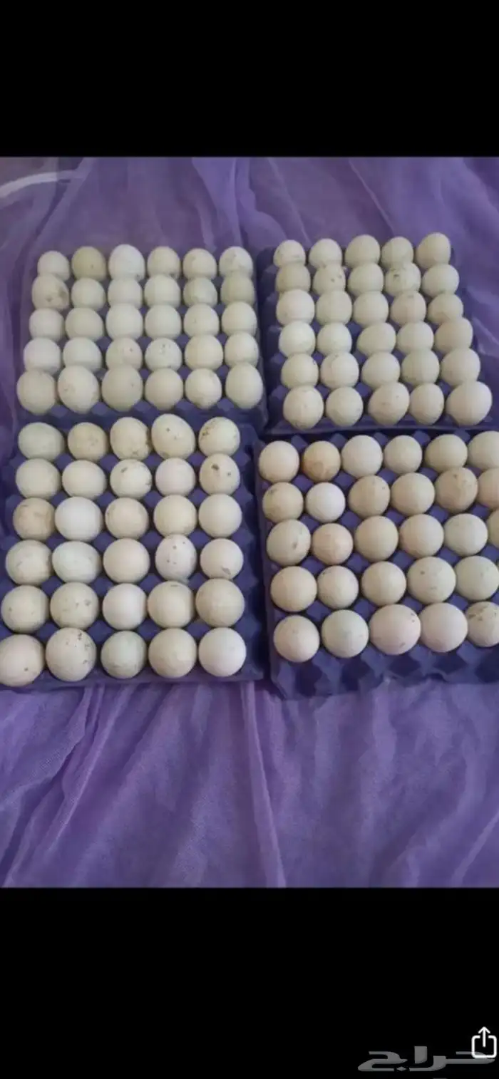 بيض بط جامبو مخصب للفقاسات ممتاز جدا نسبة التخصيب ممتازة 1
