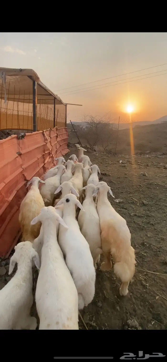 طليان ورخال 3