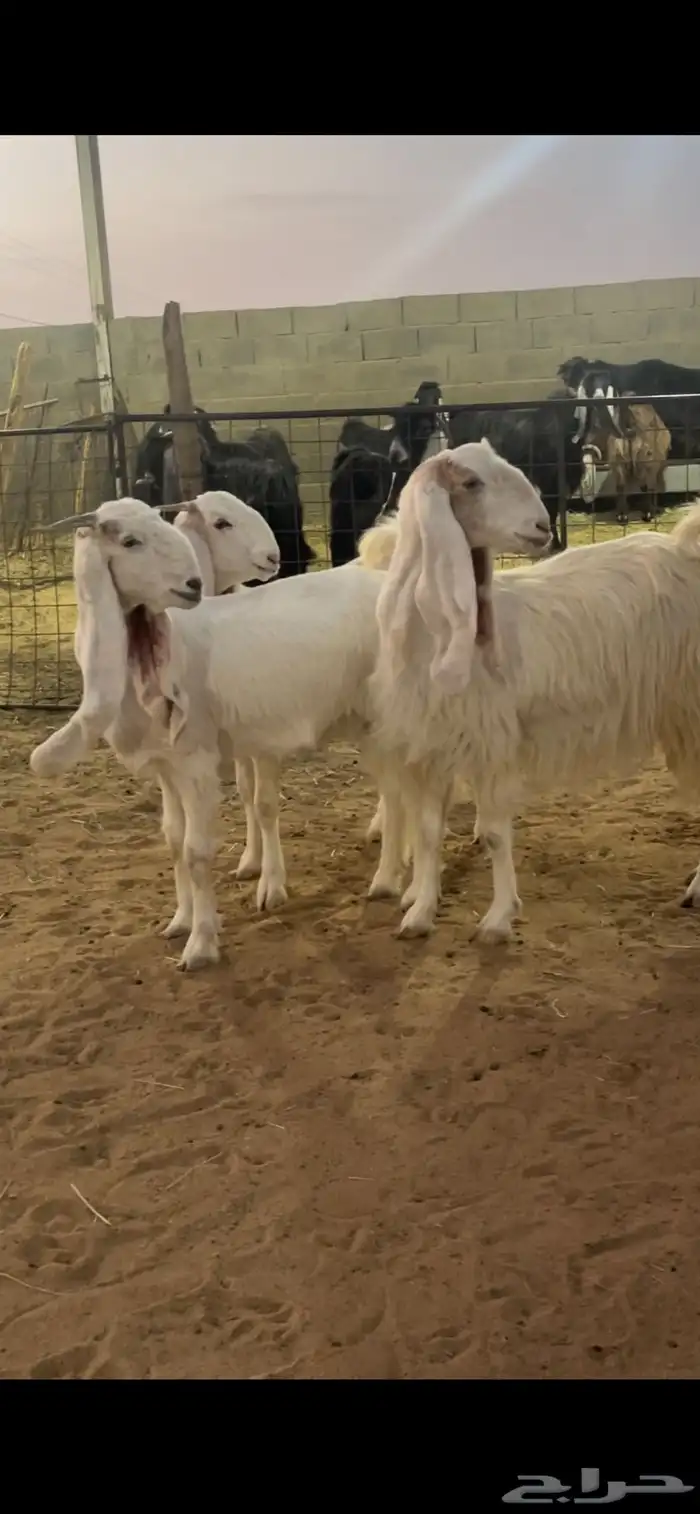 معزاء دفيع 7