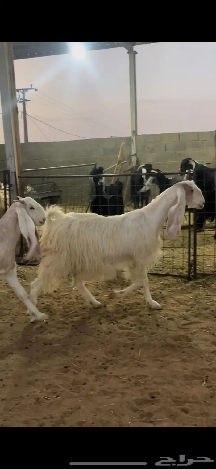 معزاء دفيع 1