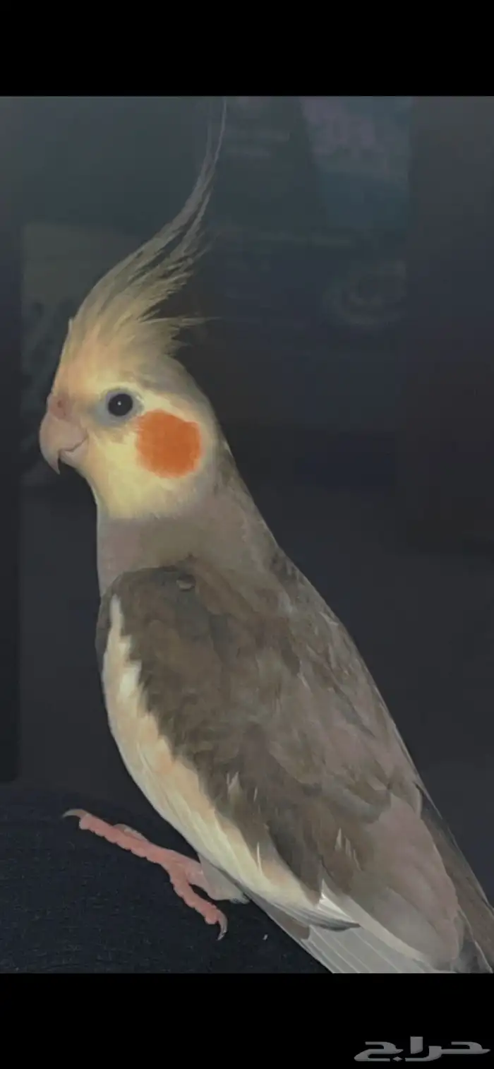 طير كروان للبيع 2