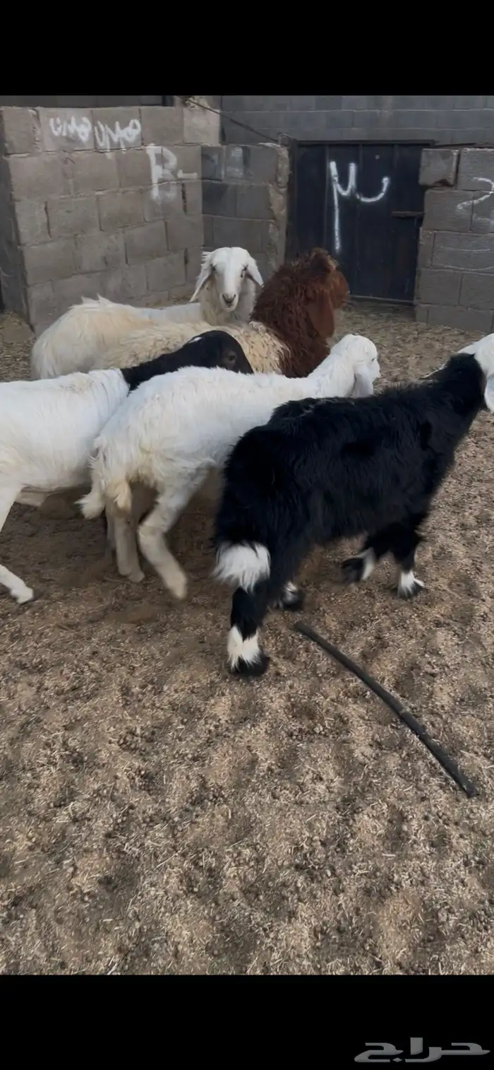 خرفان 3 ورخال 2. العدد الكل 5 العمر 5 اشهر جمله من 1050ريال 2