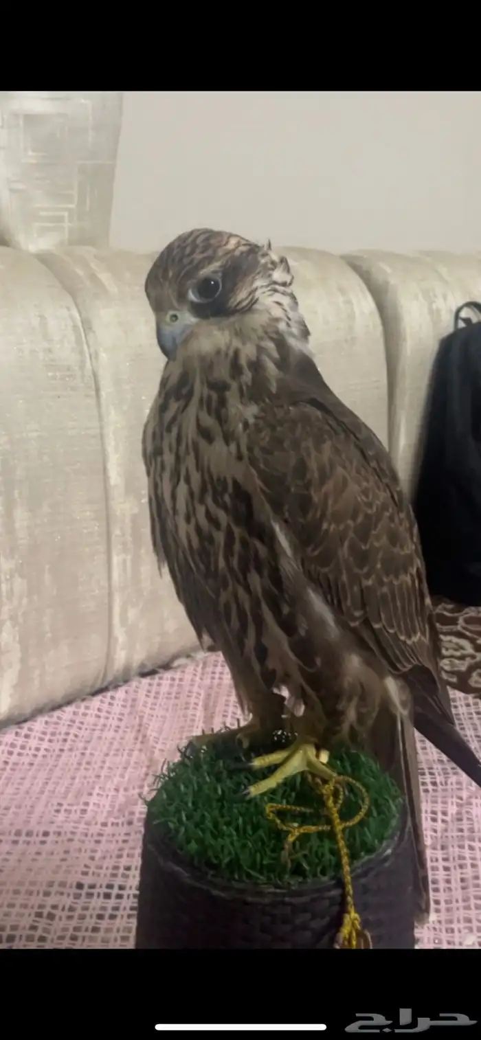 طير حر للبيع 0