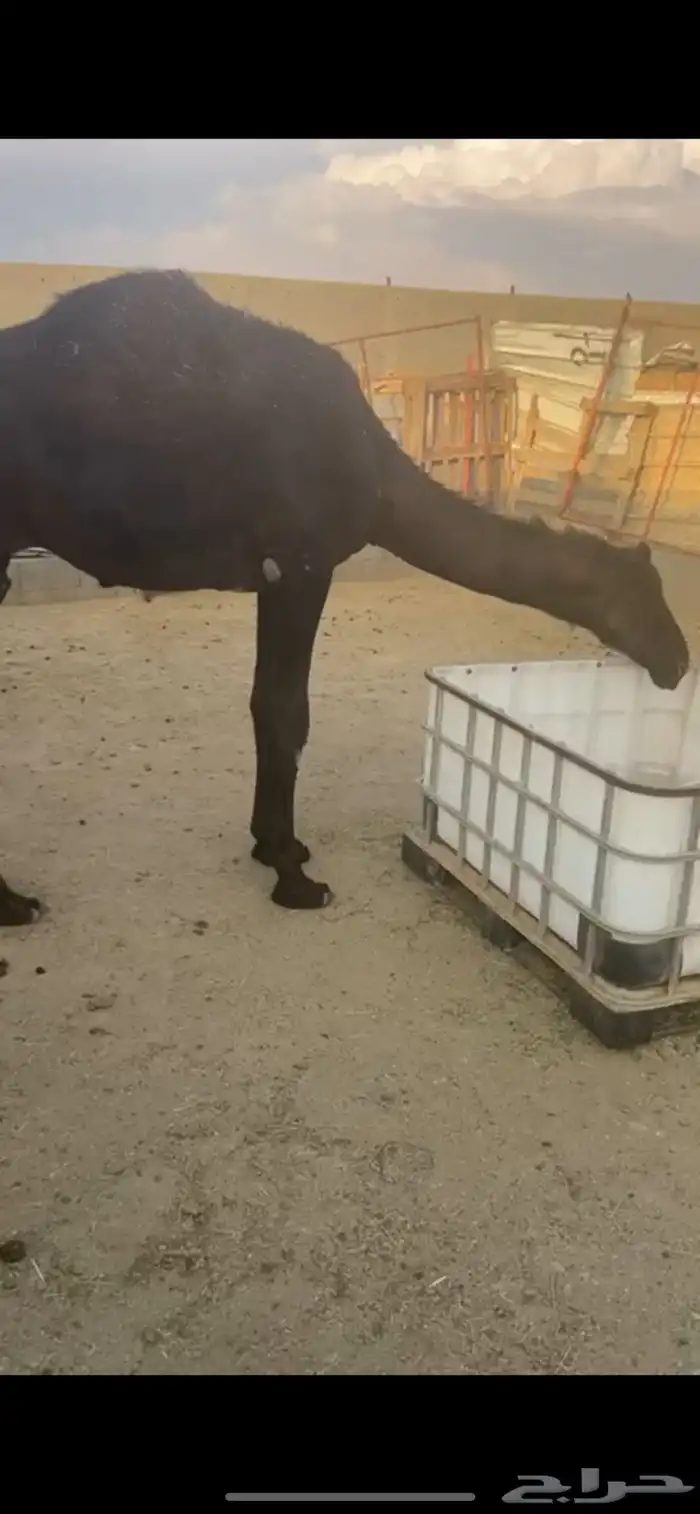 قعدان للبيع مناسبات 1