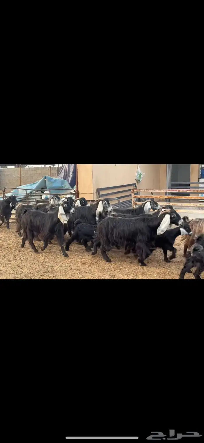 معزا عوارض مطافيل 1