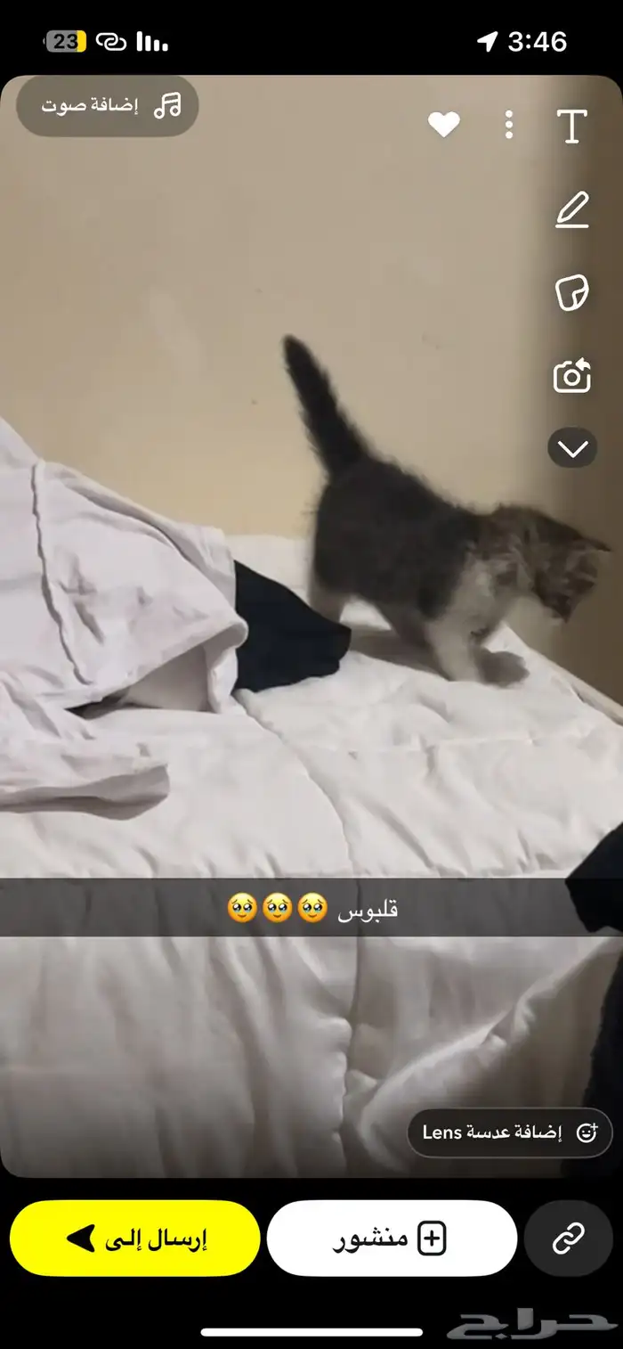 قطه شيرازي مع اغراضها للتبني 4