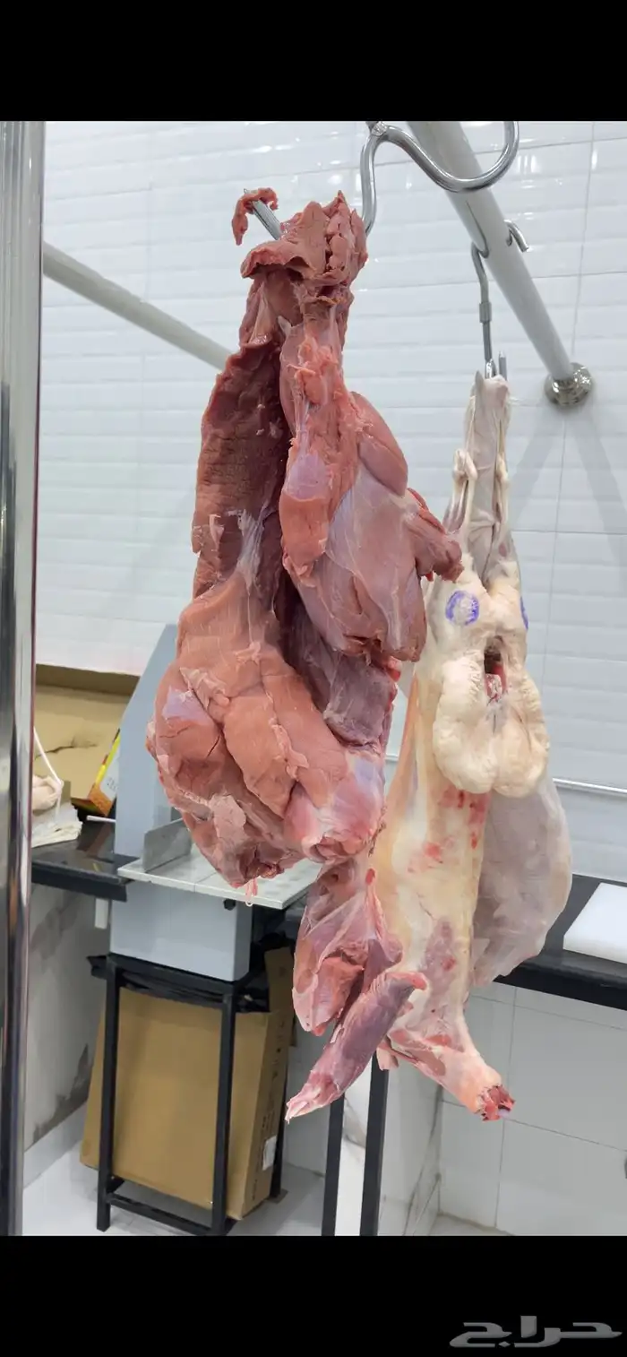 خروف كشميري. تيس كيني. عجل باكستاني. فقط في ملحة صالحة 5