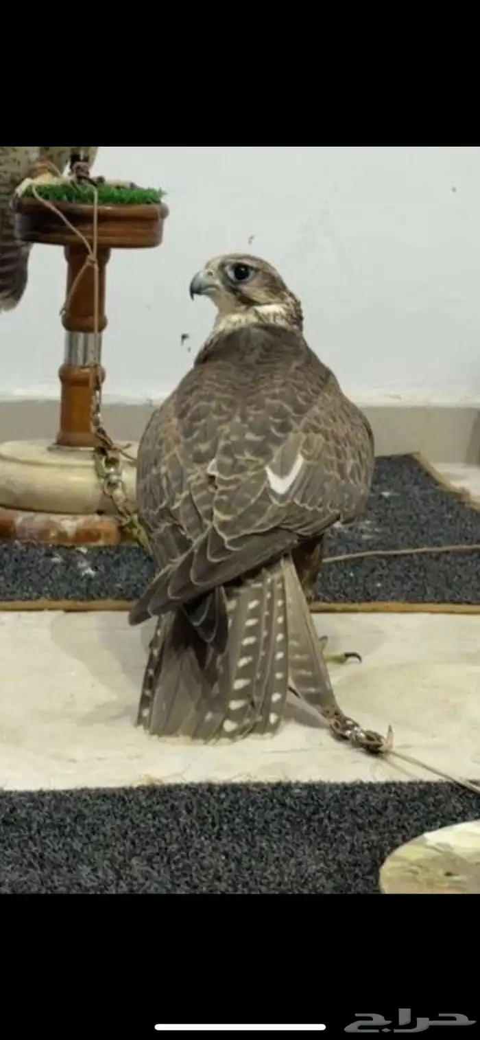 طير حر للبيع 1