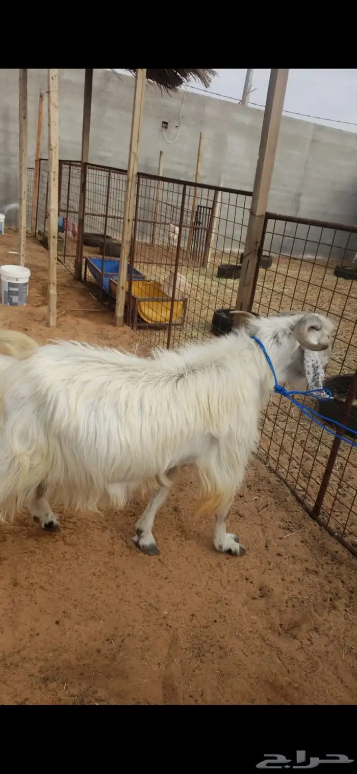 تيوس للبيع 2