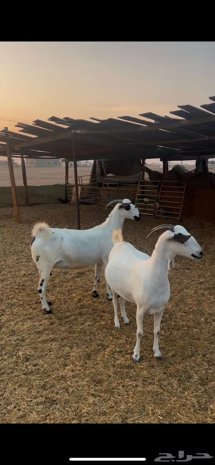 معزا بيشيات صنف 0