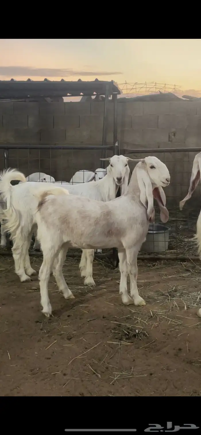 معزاء دفيع 4