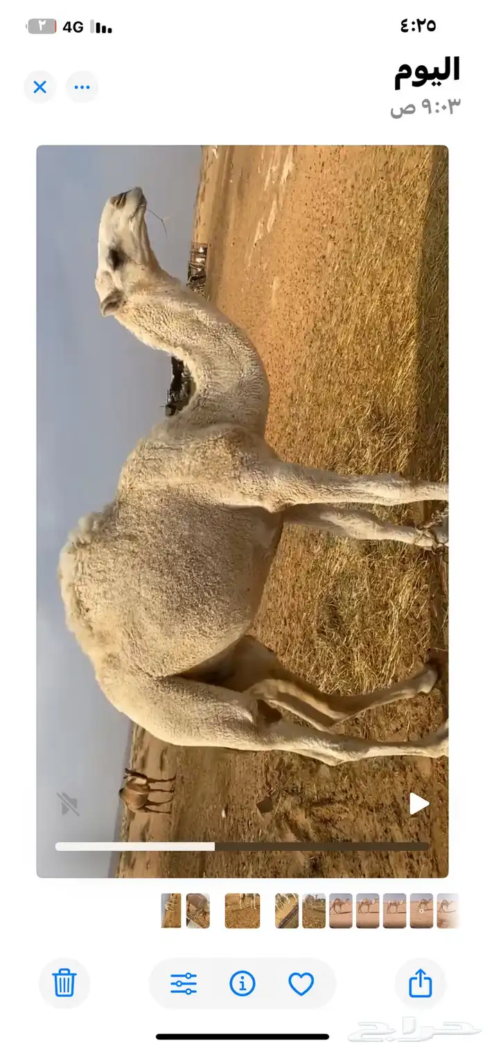 للبيع قعودين مفاريد وقعود لقي 3