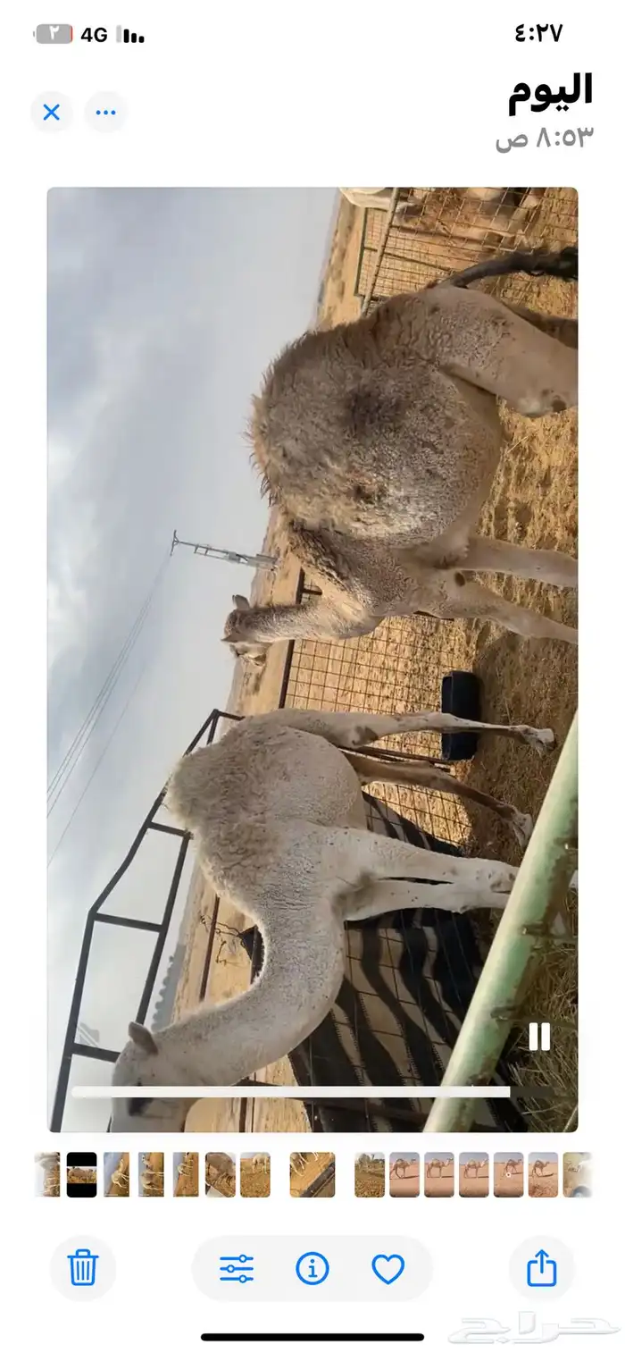 للبيع قعودين مفاريد وقعود لقي 0