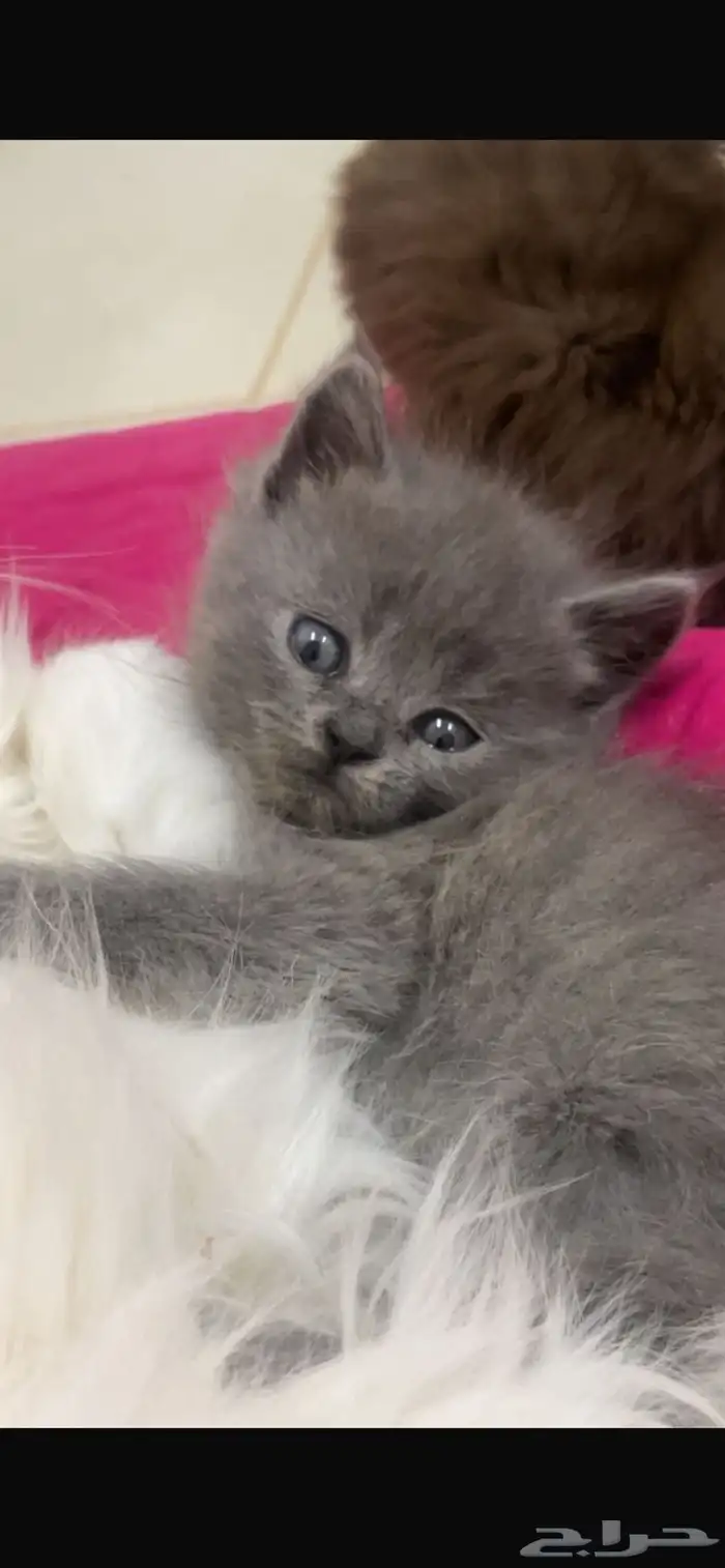قطط للتبني 4