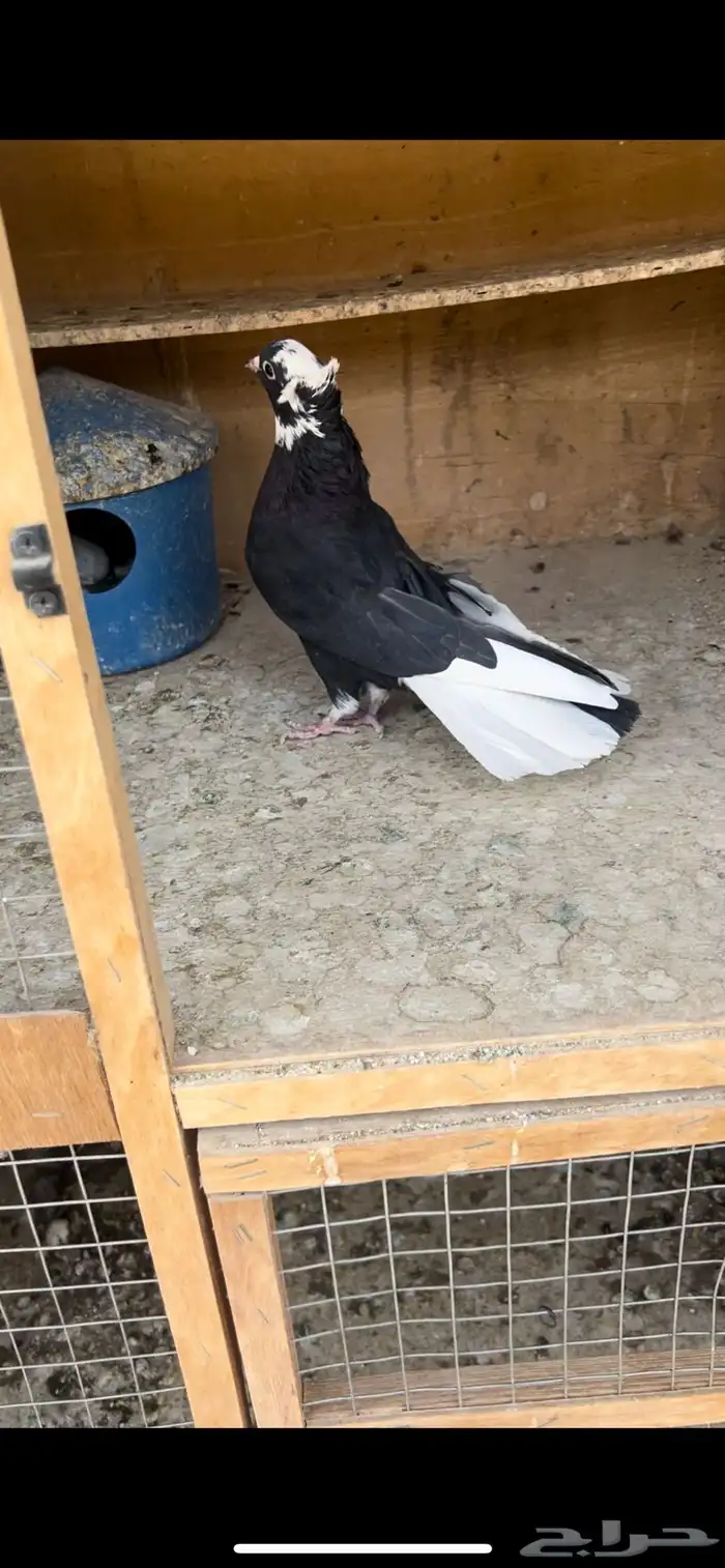 حمام قطيفي للبيع (تم البيع ) 3