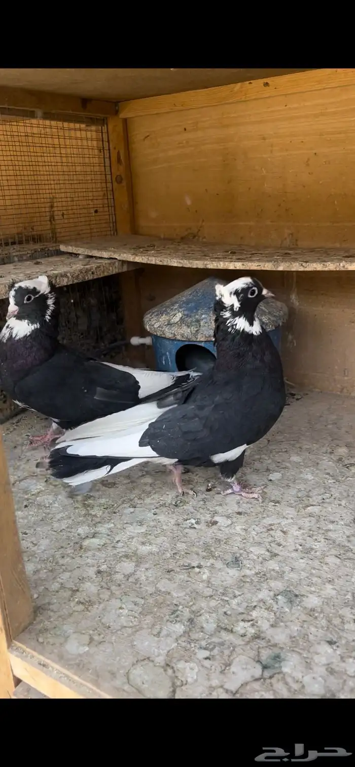 حمام قطيفي للبيع (تم البيع ) 8