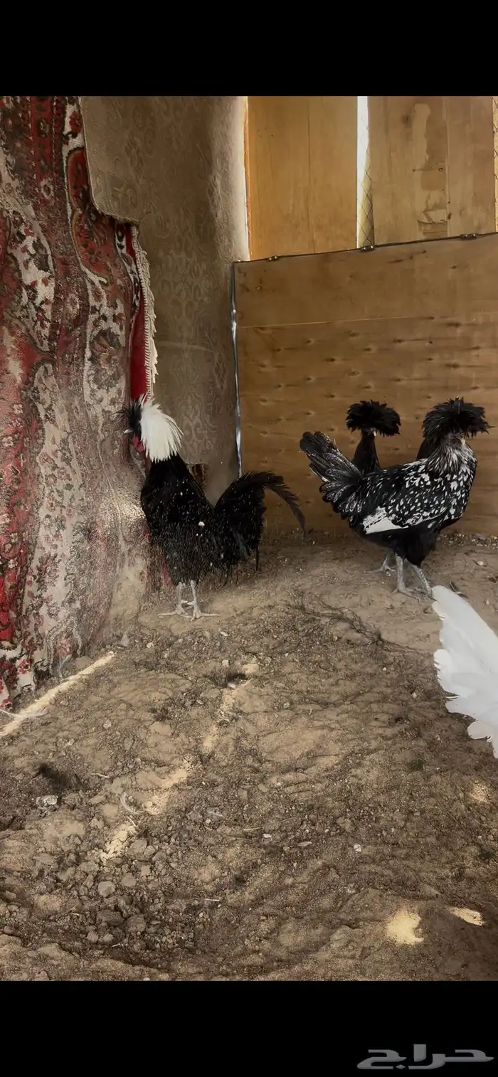 دجاج زينه بولش 1