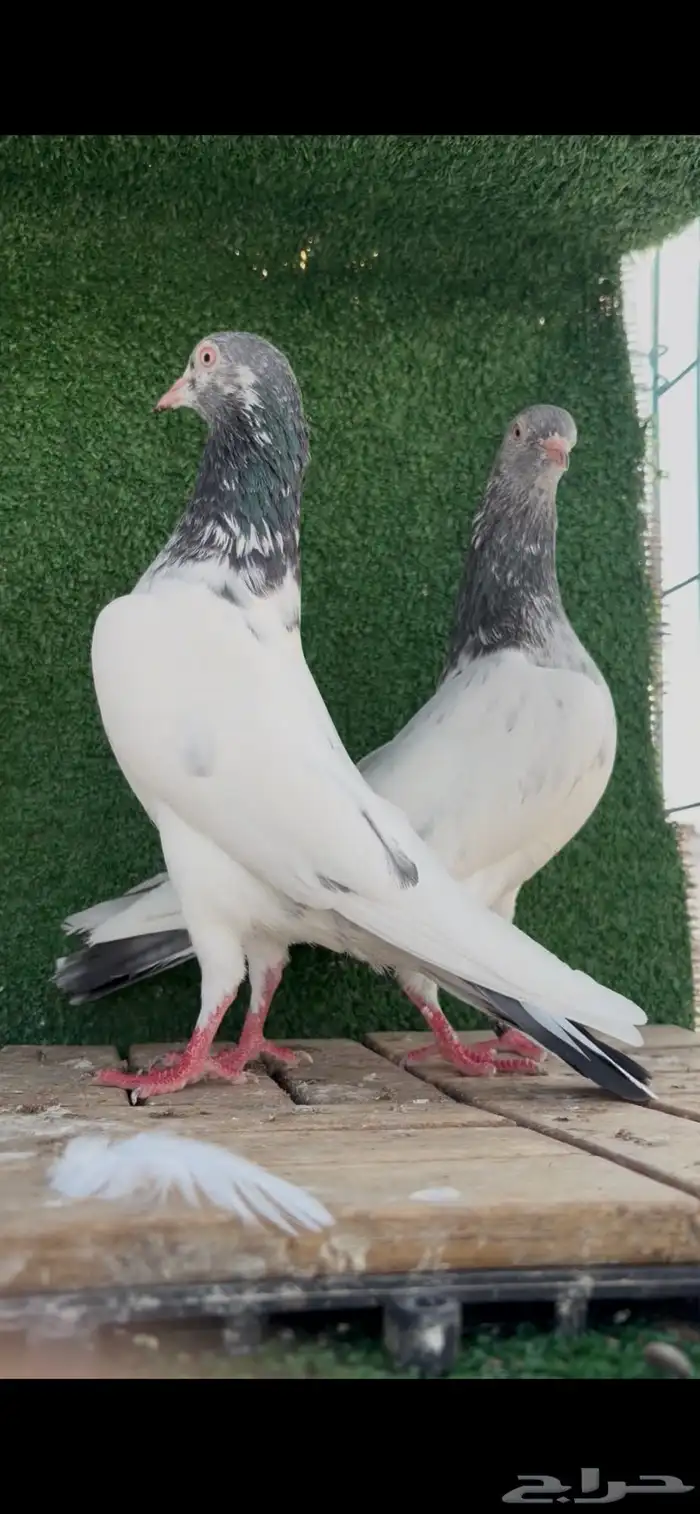 حمام باكستاني 1