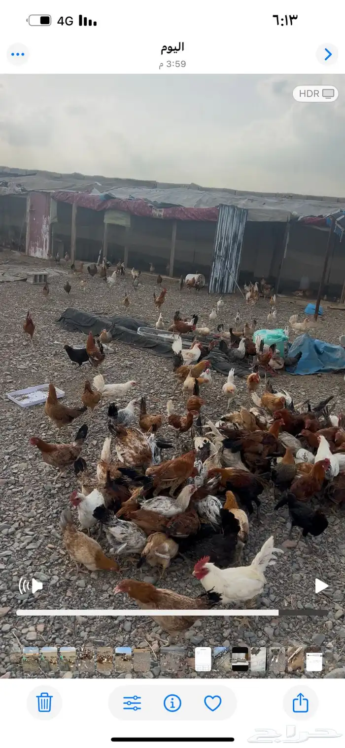 دجاج بلدي بشاير توه بادي يبيض اول بيضه نزلها امس 0