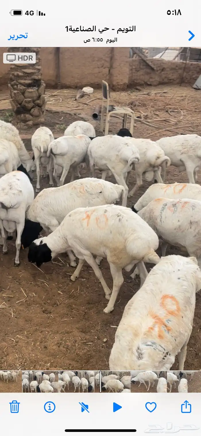 برابر مرابي جذعان 0