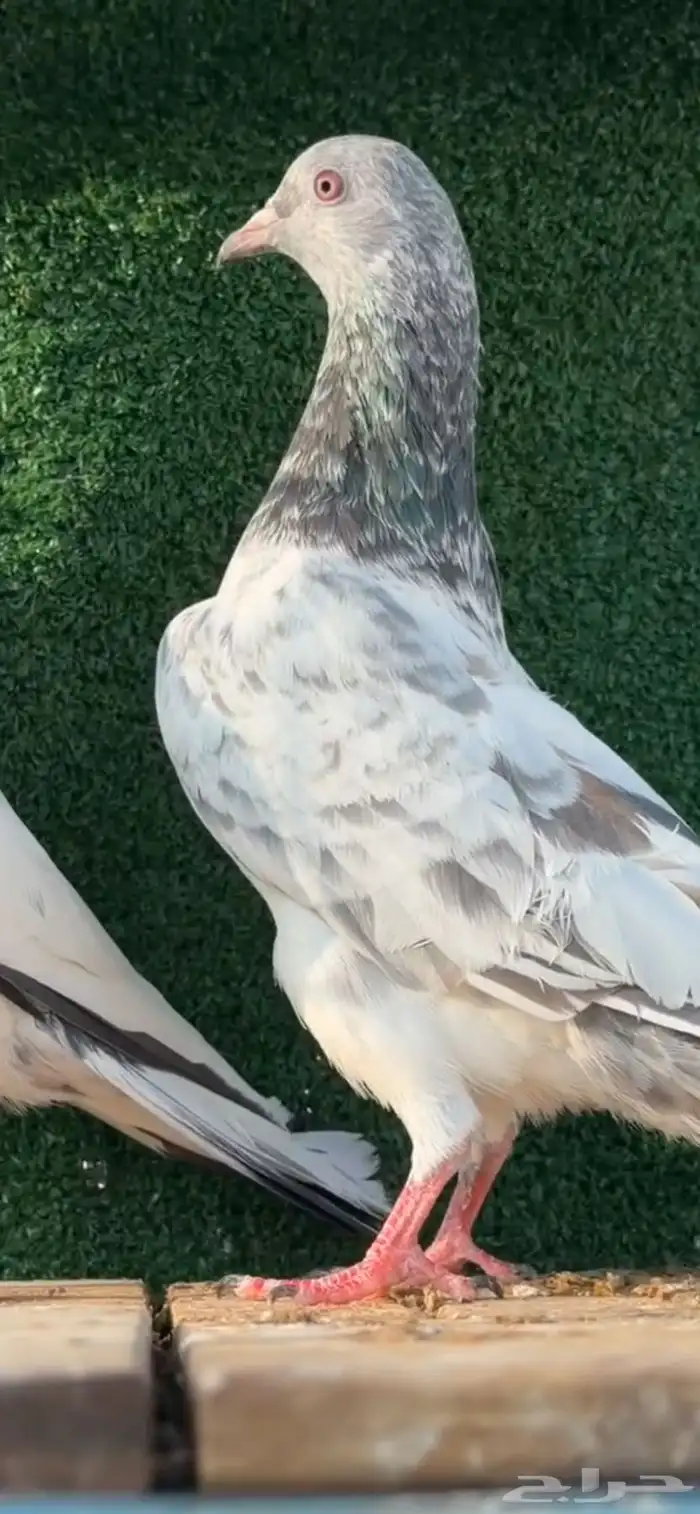 حمام باكستاني 1