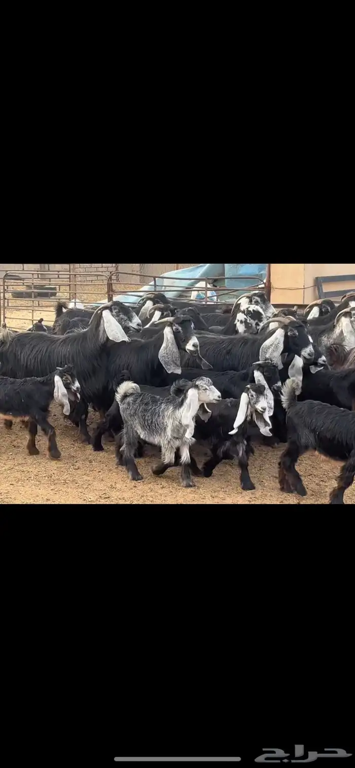 معزا عوارض مطافيل 0