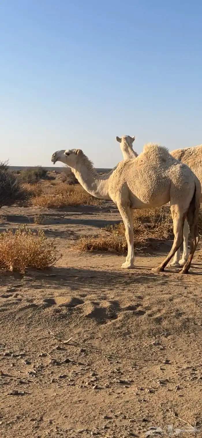 بكره باتليه كفو 2