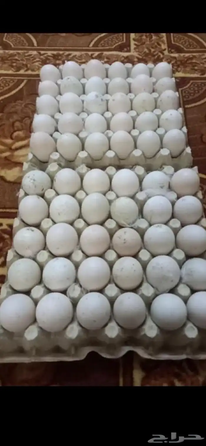 بيض بط جامبو مخصب للفقاسات ممتاز جدا نسبة التخصيب ممتازة 3