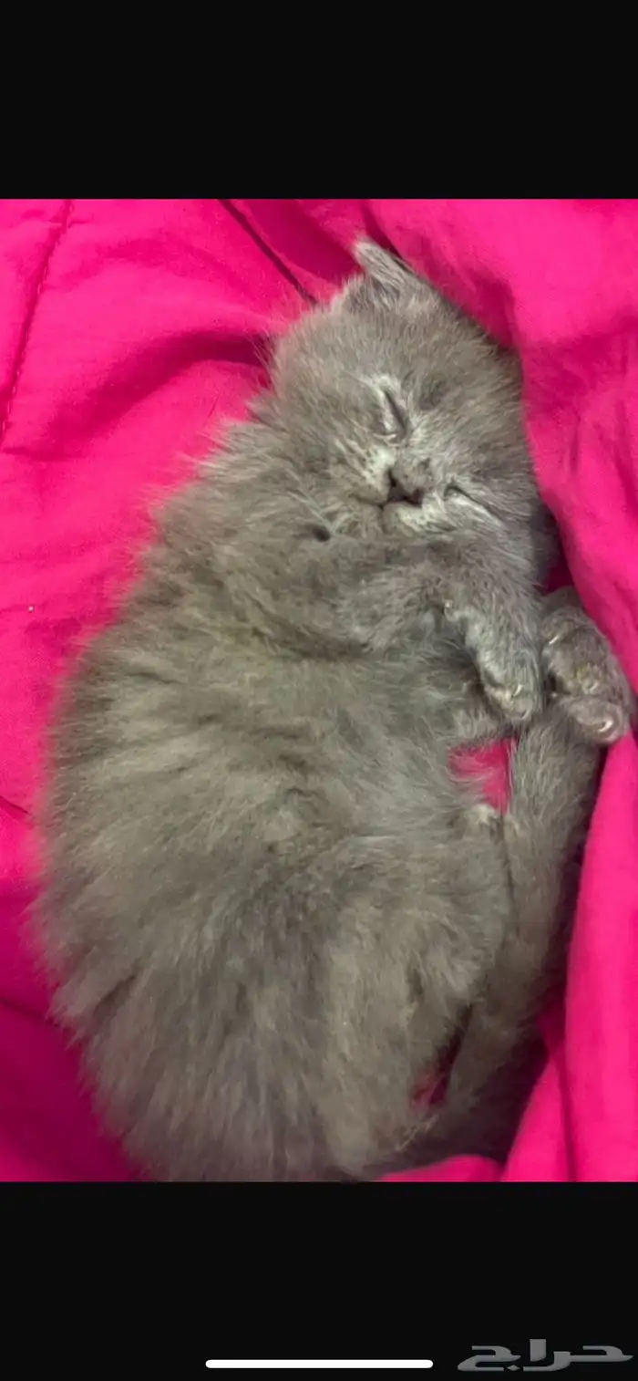 قطط للتبني 7