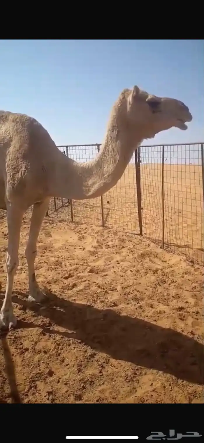 ناقه هجن للبيع 0