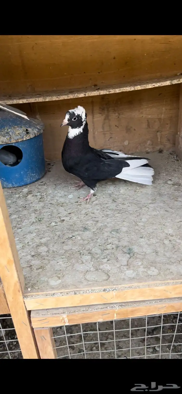 حمام قطيفي للبيع (تم البيع ) 4