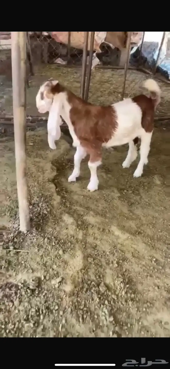 فحل هولندي 1