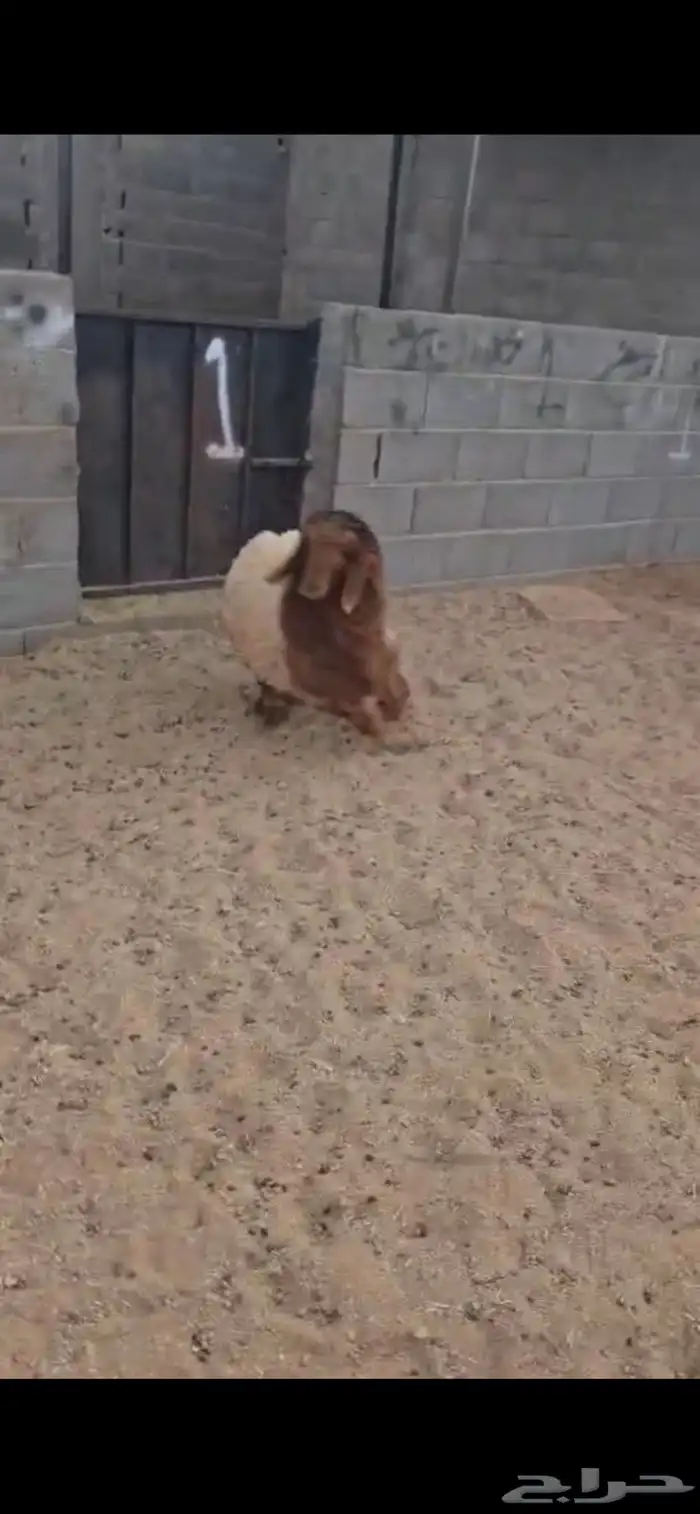 رخله. نعيم. طيبه. العمر حدود 6 اشهر. البيع 1250 ريال 4