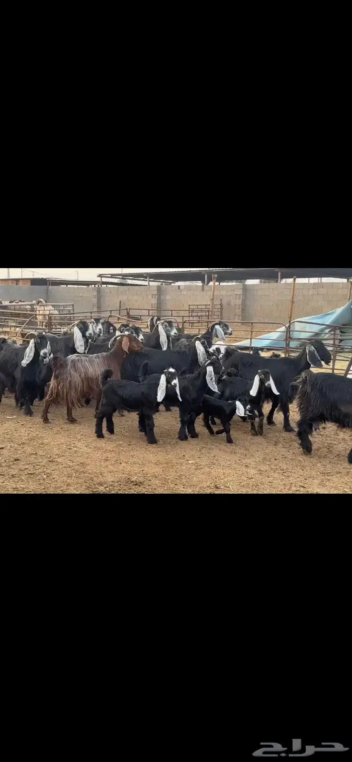 معزا عوارض مطافيل 2