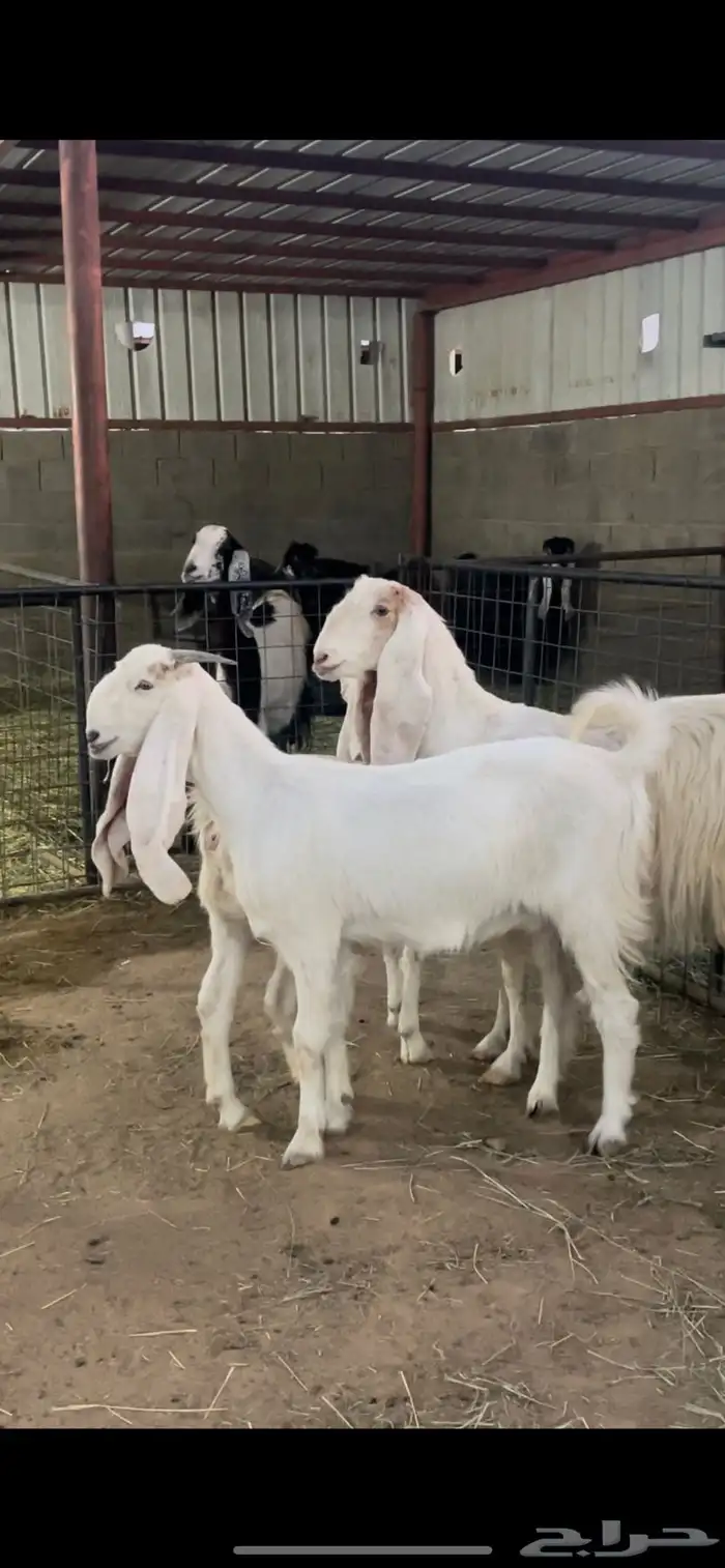 معزاء دفيع 5