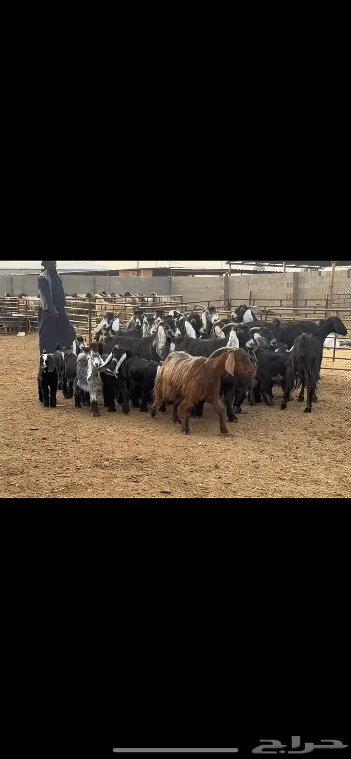 معزا عوارض مطافيل 5