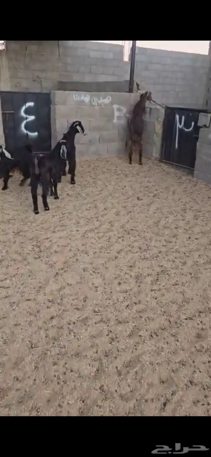 تيوس 2 وجفار 2 العمر 6 اشهر. بريه البيع جمله من 900 ريال 3